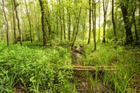 AdobeStock_157151863_Auerlebnis