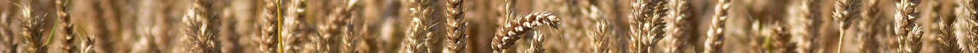 Weizenaehren_wheat-3538593
